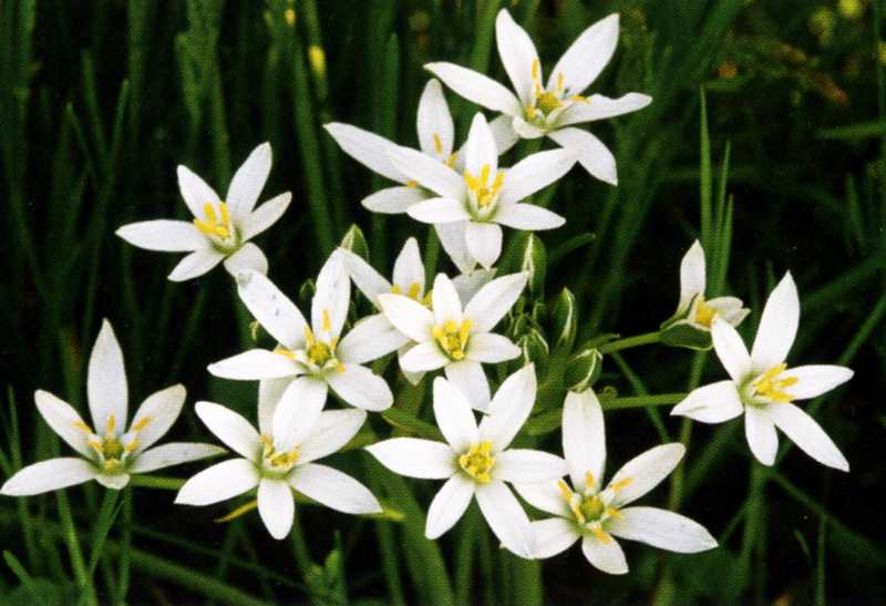 (20208)Ornithogalum umbellatum,ensemble